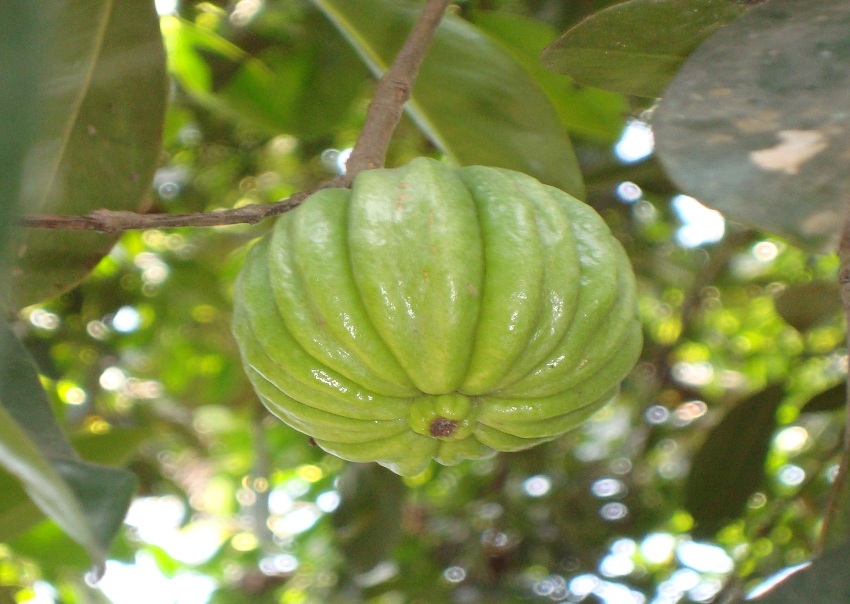 What Is Garcinia Cambogia 