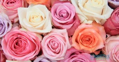 Roses